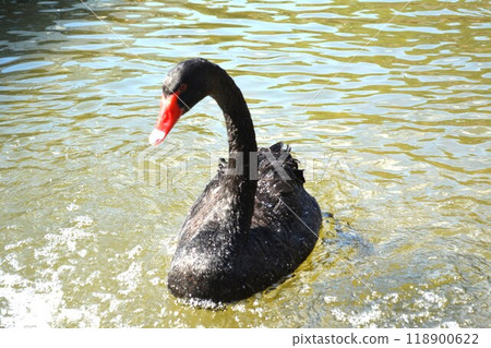 A swan swimming leisurely 118900622