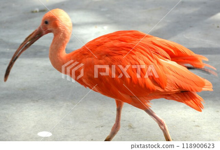 Bright red bird 118900623