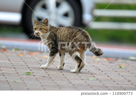 Stray cat image 118900773