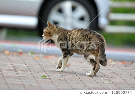 Stray cat image 118900774