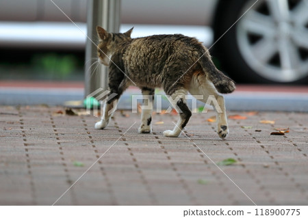 Stray cat image Stray cat image 118900775