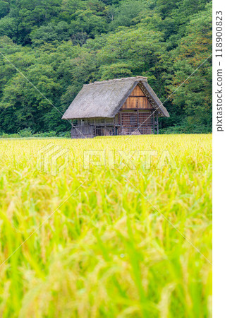 [World Heritage] Shirakawa-go in early autumn with ripe rice [Gifu Prefecture] 118900823