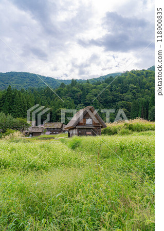 [World Heritage] Shirakawa-go in early autumn with ripe rice [Gifu Prefecture] 118900835