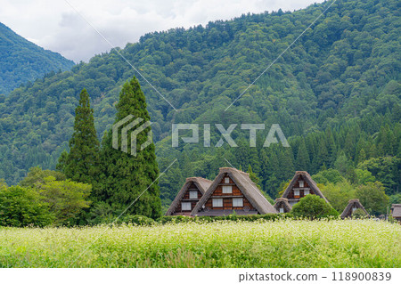 [世界遺產]初秋稻穀成熟的白川鄉[岐阜縣] 118900839