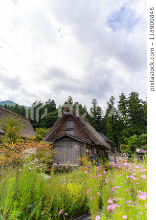 [World Heritage] Shirakawa-go in early autumn with ripe rice [Gifu Prefecture] 118900848