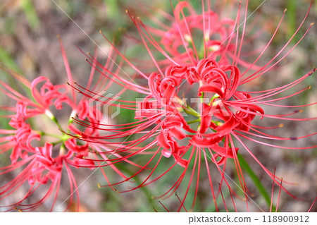Cluster amaryllis 118900912