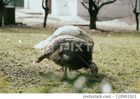 A pair of tom turkeys grazing on the ground. Turkeys eating on farmland. 118901921