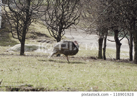 turkey bird stands on the farm, on the grass. the turkey runs on the yard turkey bird stands on the farm, on the grass. the turkey runs on the yard 118901928