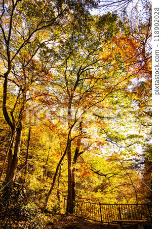 六峽湯溫泉 紅葉橋附近的秋葉 118902028