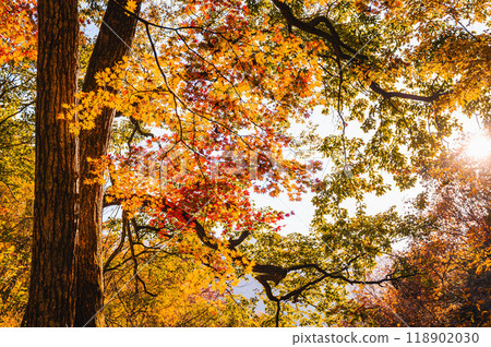 Sunlit autumn leaves of maple trees at Kakeyu Onsen 118902030