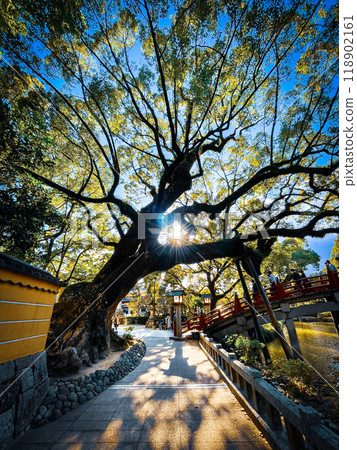 A large tree growing in the temple grounds 118902161