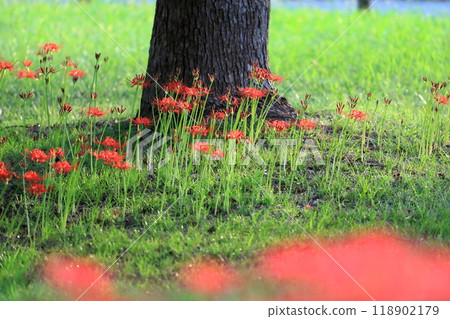 Red spider lilies (Mizumoto Park, Katsushika Ward, Tokyo) 118902179