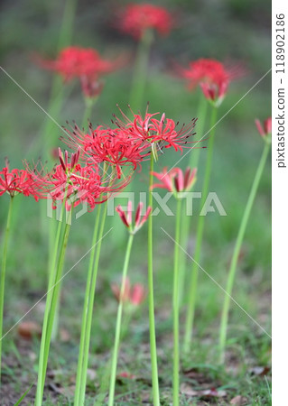 Red spider lilies (Mizumoto Park, Katsushika Ward, Tokyo) 118902186