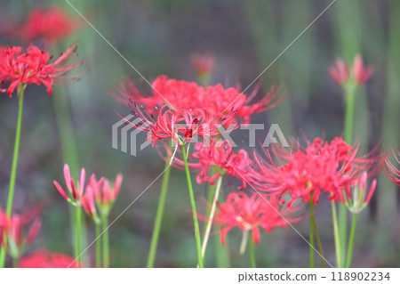 Red spider lilies (Mizumoto Park, Katsushika Ward, Tokyo) Red spider lilies (Mizumoto Park, Katsushika Ward, Tokyo) 118902234