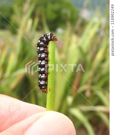 The larvae of the seaside armyworm moth, a type of moth that feeds on amaryllis-family plants. The larvae of the seaside armyworm moth, a type of moth that feeds on amaryllis-family plants. 118902249
