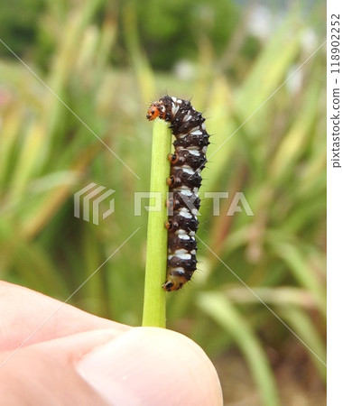 The larvae of the seaside armyworm moth, a type of moth that feeds on amaryllis-family plants. 118902252