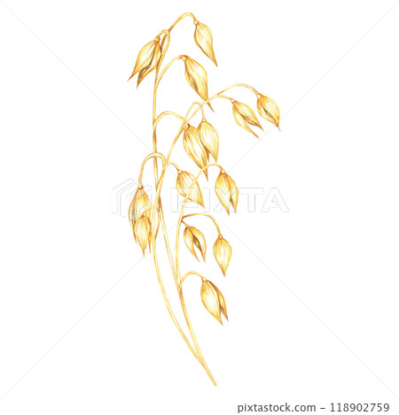 Oat stem with multiple golden-yellow grains. Avena sativa bouquet. Cereal Watercolor clipart for use in organic product packaging, natural-themed merchandise, or eco-friendly design projects Oat stem with multiple golden-yellow grains. Avena sativa bouquet. Cereal Watercolor clipart for use in organic product packaging, natural-themed merchandise, or eco-friendly design projects 118902759