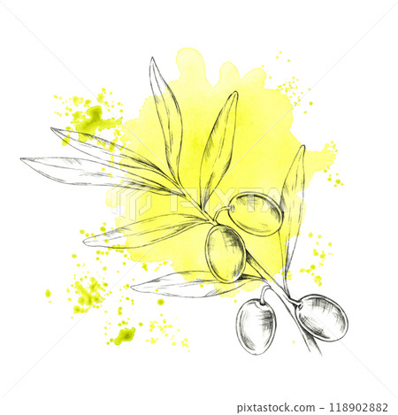 Pencil-drawn olive branch with a yellow-green splash background. Isolated Watercolor illustration for use in organic skincare packaging, olive oil branding, or eco-friendly product labels 118902882