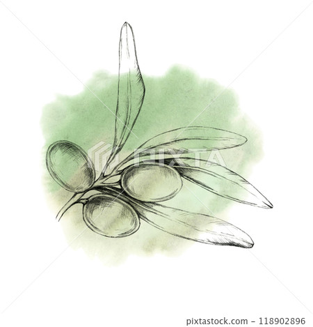 Pencil-drawn olive branch with three olives against a soft green watercolor splash. Watercolor illustration for natural product branding, as olive oil labels, soap packaging, or eco-friendly cosmetics 118902896
