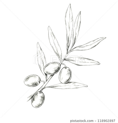 Lush olive branch featuring several olives and intricate leaf details. Isolated pencil drawing design for high-end olive oil branding, luxury skincare packaging, or Mediterranean food product labels 118902897