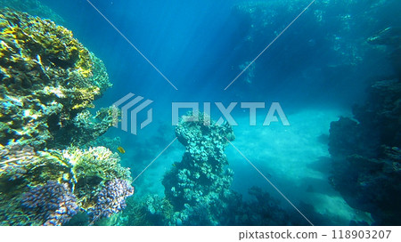 amazing coral reef amazing coral reef 118903207