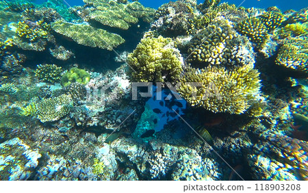 amazing coral reef and fish 118903208