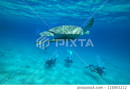 green sea turtle swims underwater 118903212