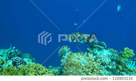 Diodon hystrix swims in the sea Diodon hystrix swims in the sea 118903216