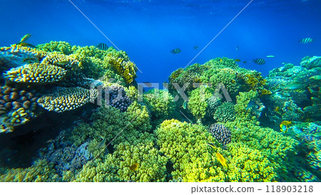 amazing coral reef and fish 118903218