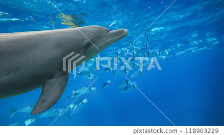 bottlenose dolphin and coral reef 118903229