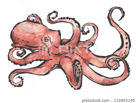 Hand-drawn illustration of an octopus 118903249
