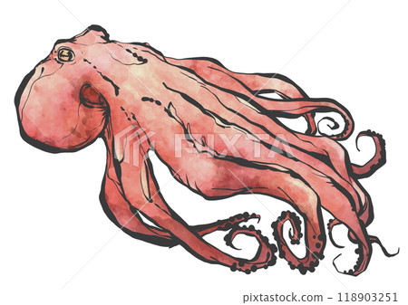 Hand-drawn illustration of an octopus 118903251