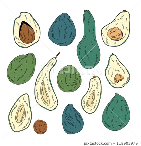 Large set of vector avocado whole and cut fruits on white, hass, etinger, pinkerton, nabal, fuerto 118903979