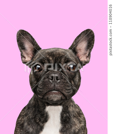 Portrait of beautiful, black purebred French Bulldog dog with calmly and looking at camera against pink background. Portrait of beautiful, black purebred French Bulldog dog with calmly and looking at camera against pink background. 118904016