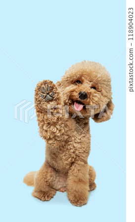 Playful, happy, cute purebred dog, Poodle sitting and giving a paw with tongue sticking out against light blue background 118904023