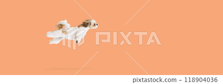 Funny image of adorable, playful, purebred Shih Tzu dog in motion, jumping like flying against light peach background. 118904036