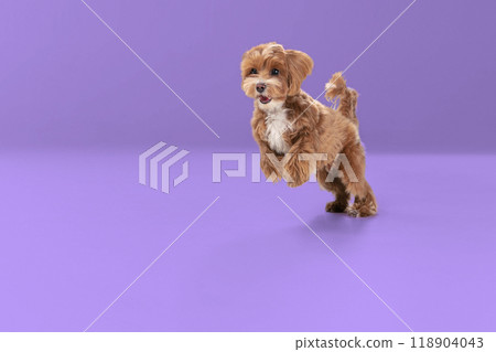 Playful puppy, purebred Maltipoo with brown fur in mid-air against purple background, full of energy. 118904043
