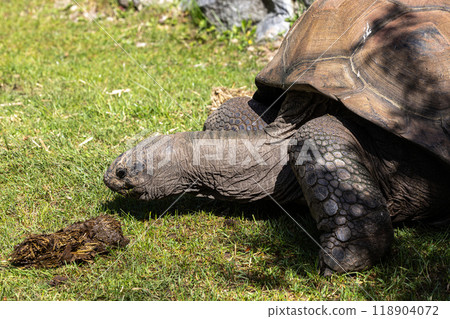 Aldabra giant tortoise, Curieuse Marine National Park, Curieuse, Seychelles Aldabra giant tortoise, Curieuse Marine National Park, Curieuse, Seychelles 118904072