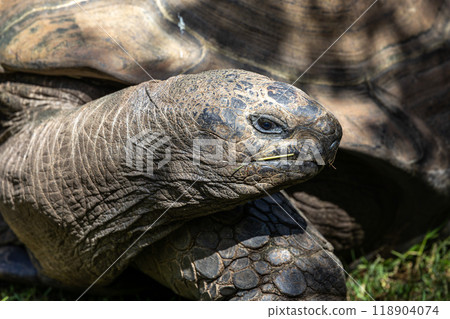Aldabra giant tortoise, Curieuse Marine National Park, Curieuse, Seychelles Aldabra giant tortoise, Curieuse Marine National Park, Curieuse, Seychelles 118904074