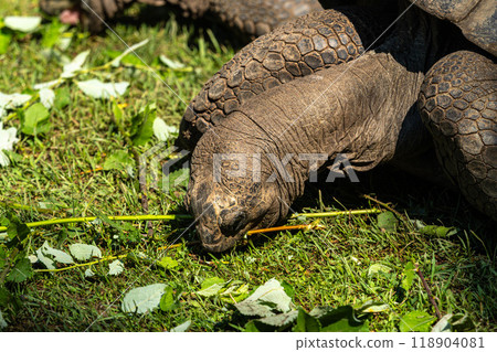 Aldabra giant tortoise, Curieuse Marine National Park, Curieuse, Seychelles Aldabra giant tortoise, Curieuse Marine National Park, Curieuse, Seychelles 118904081