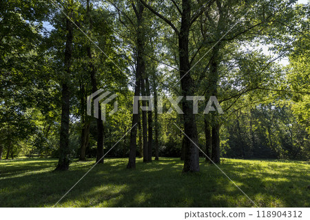 Mixed deciduous forest with green foliage in summer 118904312