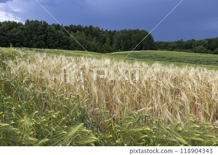 wheat field after a thunderstorm and rain wheat field after a thunderstorm and rain 118904343