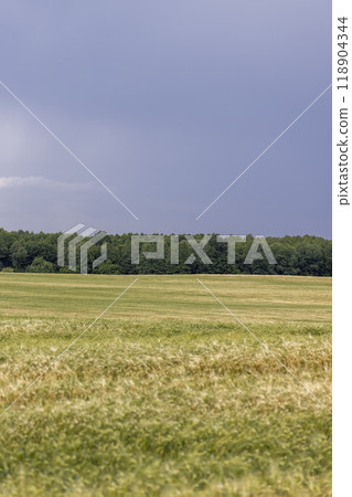 wheat field after a thunderstorm and rain 118904344