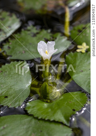 Water chestnut flowers blooming on the water surface 118904917