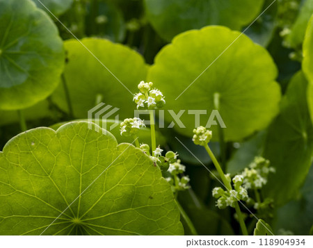 Prickly pear growing in a rice field 118904934