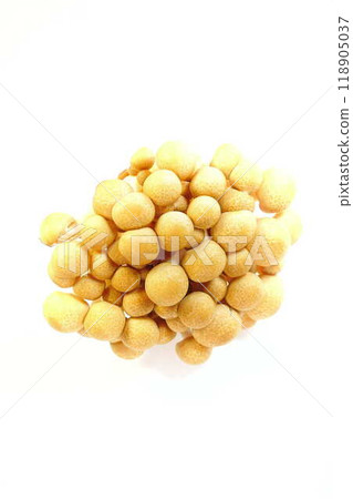 Bunashimeji mushroom Bunashimeji mushroom 118905037