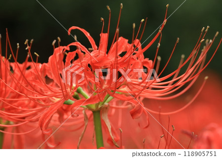 Hino City Takahata Fudoson cluster amaryllis 118905751