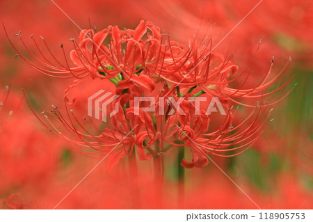 Hino City Takahata Fudoson cluster amaryllis 118905753