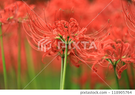 日野市高hatFudoson Higanbana 118905764