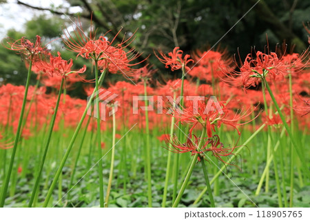 日野市高hatFudoson Higanbana 日野市高hatFudoson Higanbana 118905765